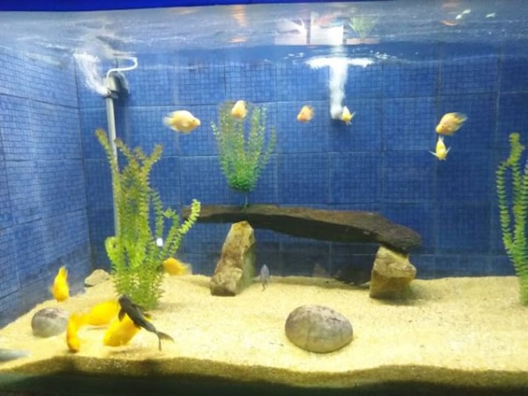 Matsyadarshini Aquarium_4